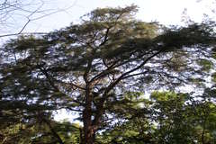 Casuarina equisetifolia